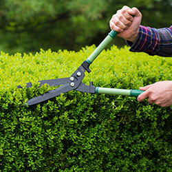 Shrub trees and climbing