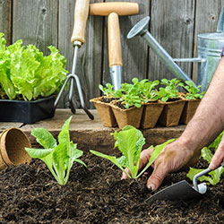 Kitchen garden